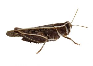 Locust isolated on white background