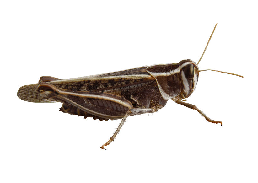 Locust isolated on white background
