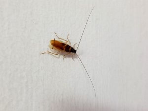 Austin Cockroach Control
