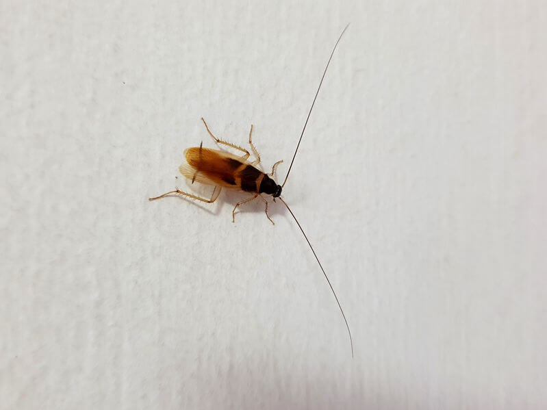 Austin Cockroach Control