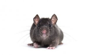 Black rat, Rattus rattus, in front of white background