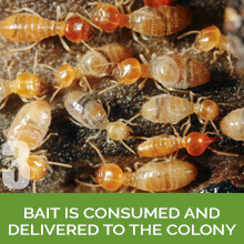 San Antonio Texas Termite Control