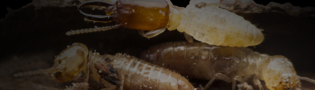 Wcao Texas Termite Control
