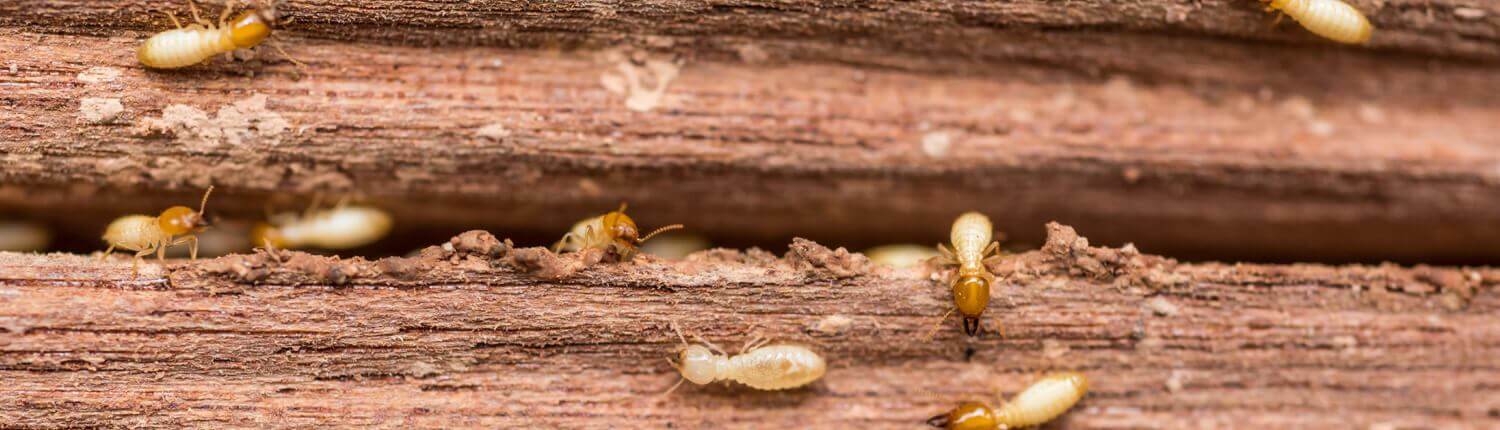 waco termites
