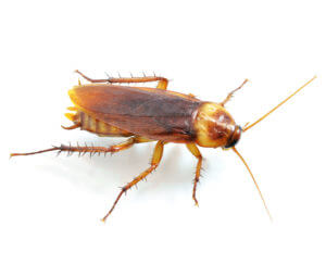 San Antonio Roach Control