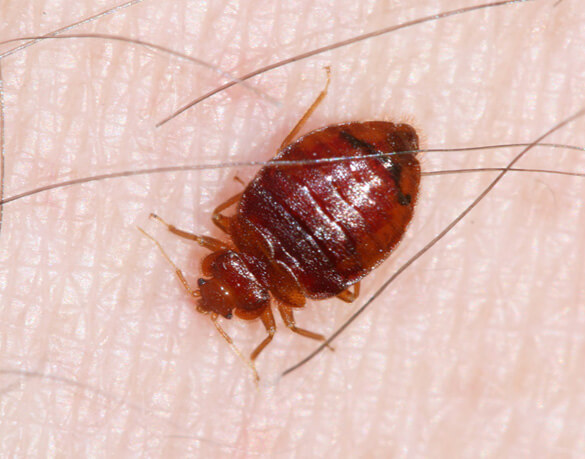 Bed Bug