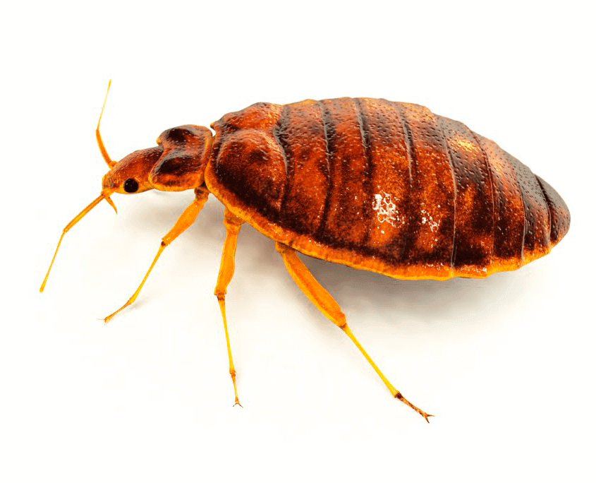 Bed-Bug