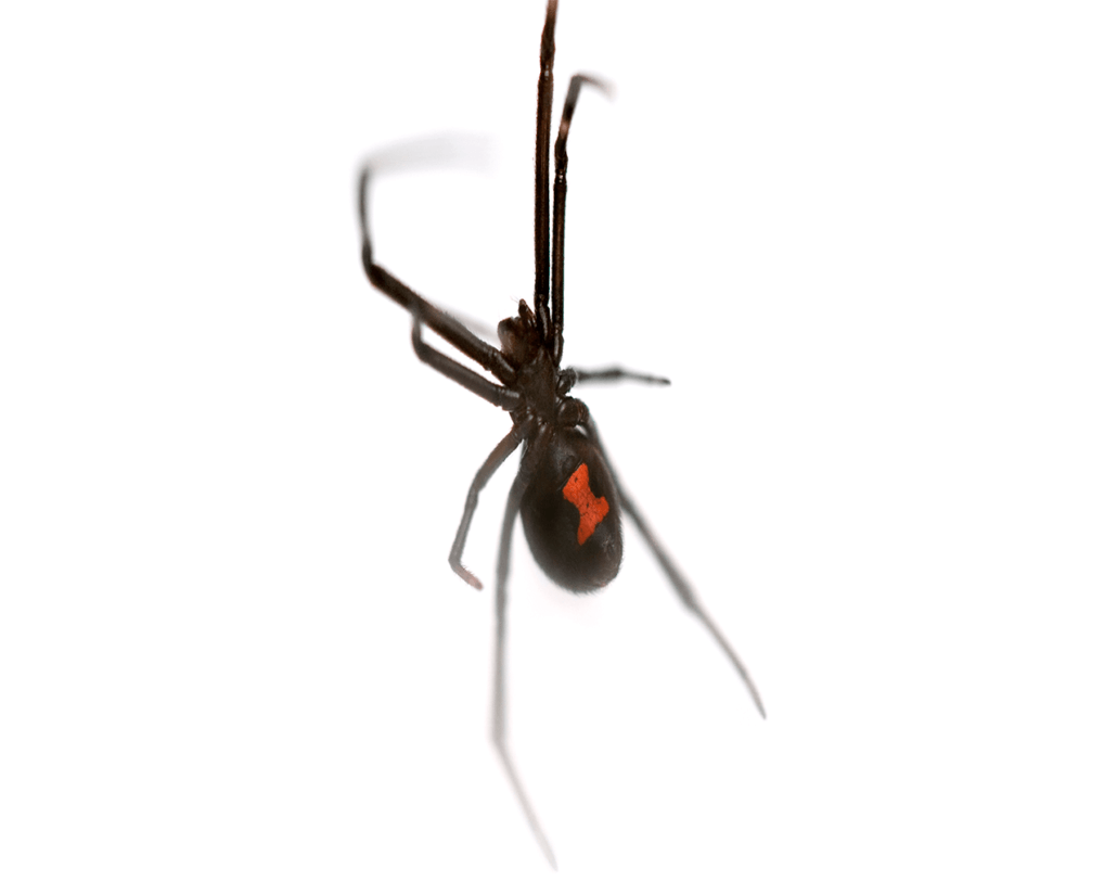 San Antonio Spider Control