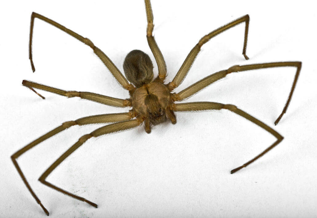 San Antonio Spider Control