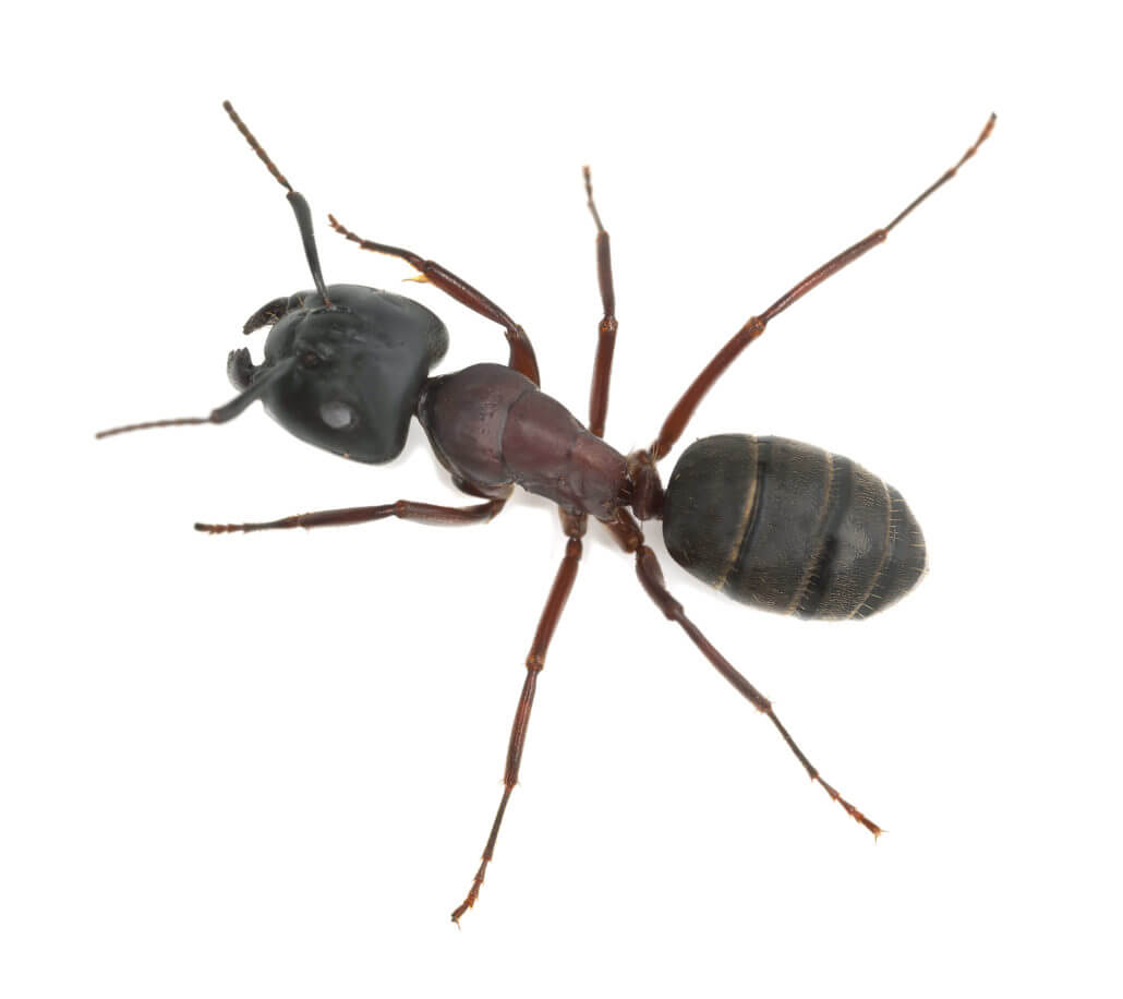 San Antonio Ant Control