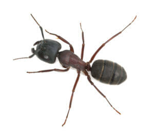 San Antonio Ant Control