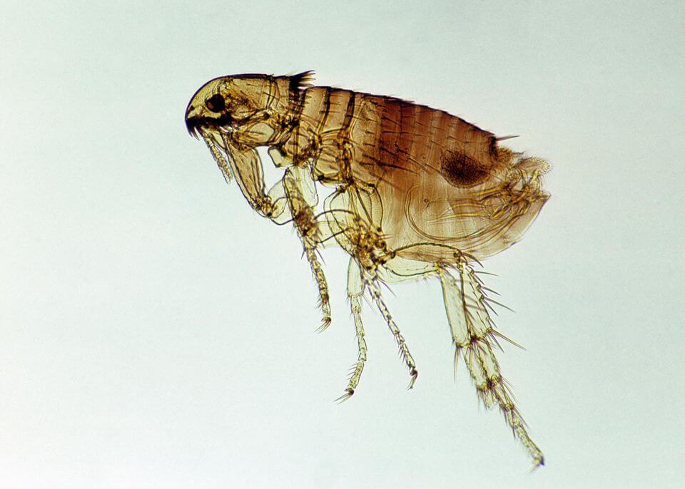 Dog Flea