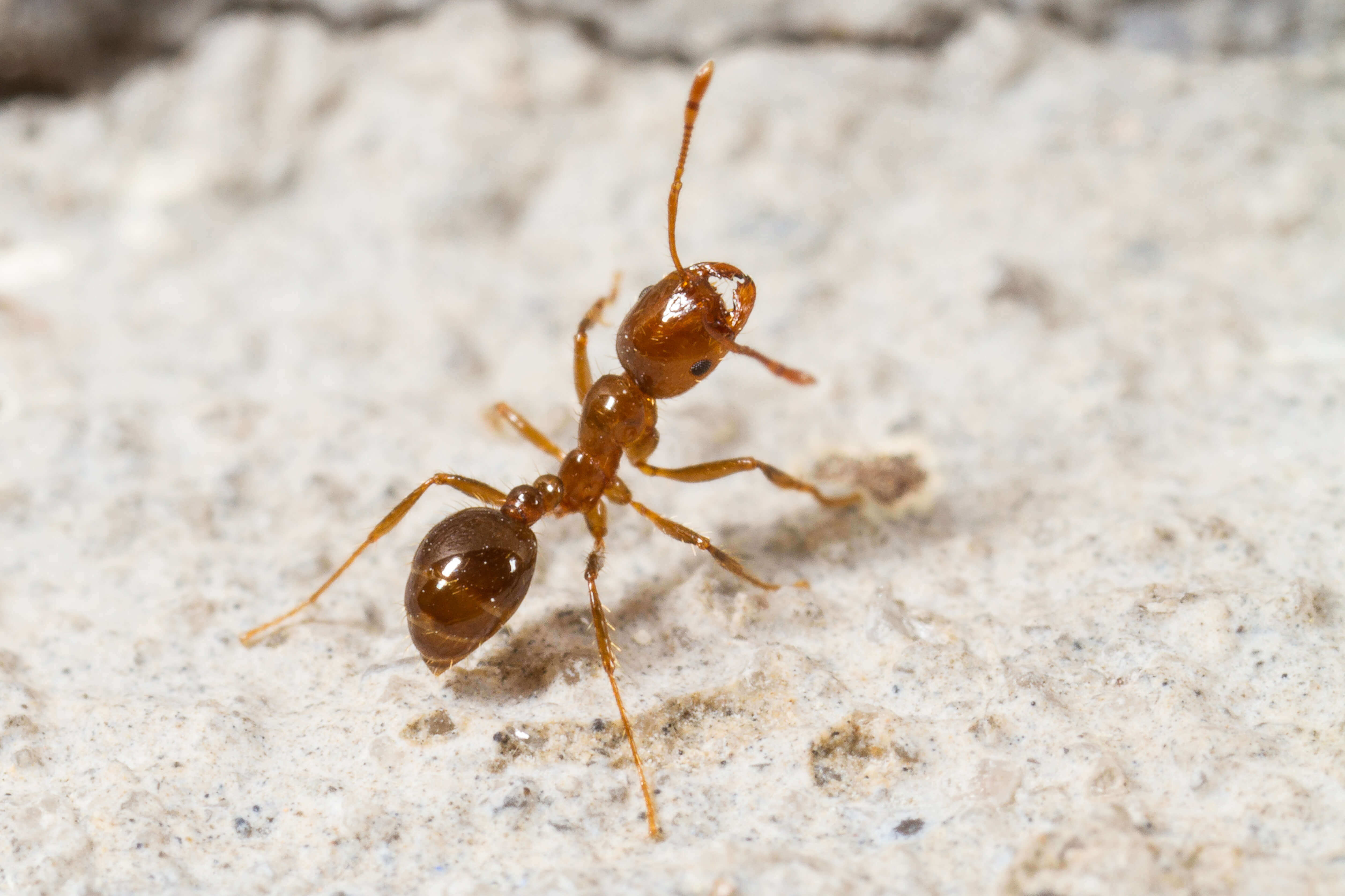 San Antonio Fire Ant Control