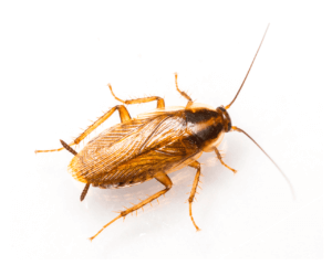 San Antonio Roach Control