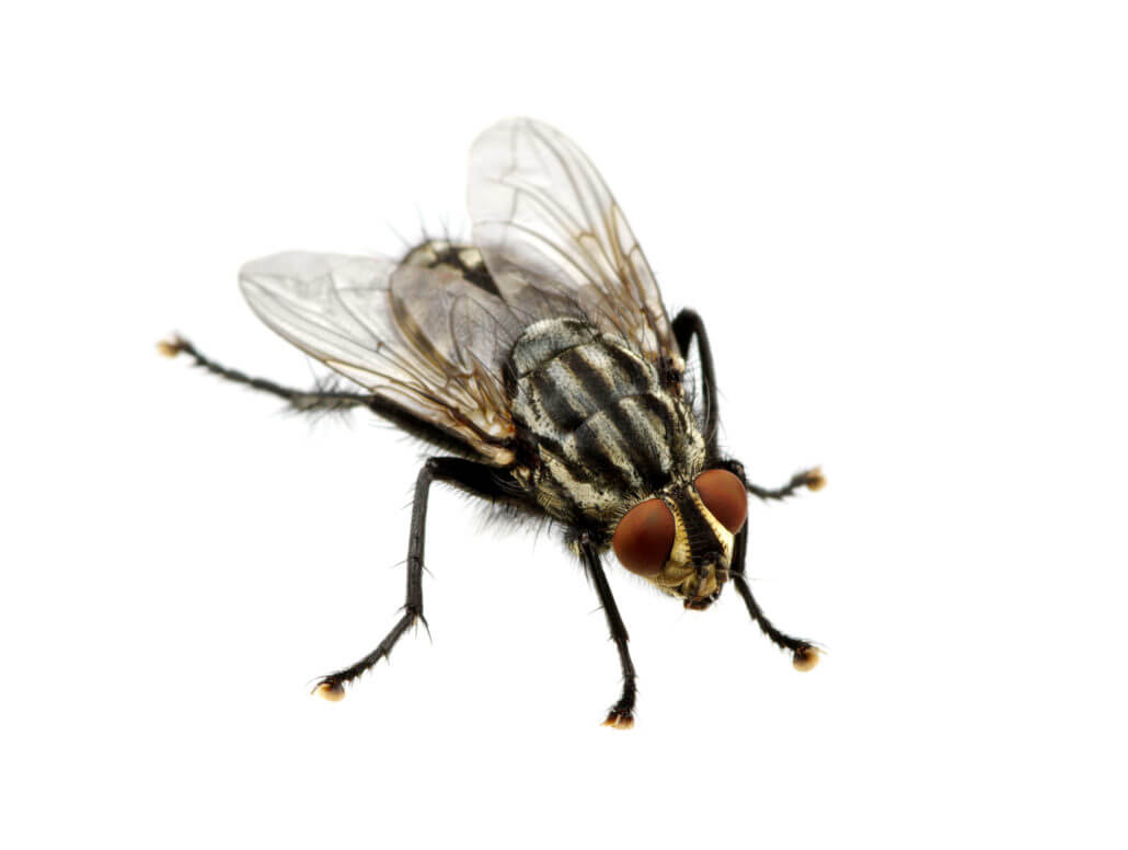 San Antonio Fly Control