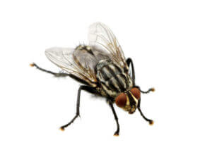 San Antonio Fly Control