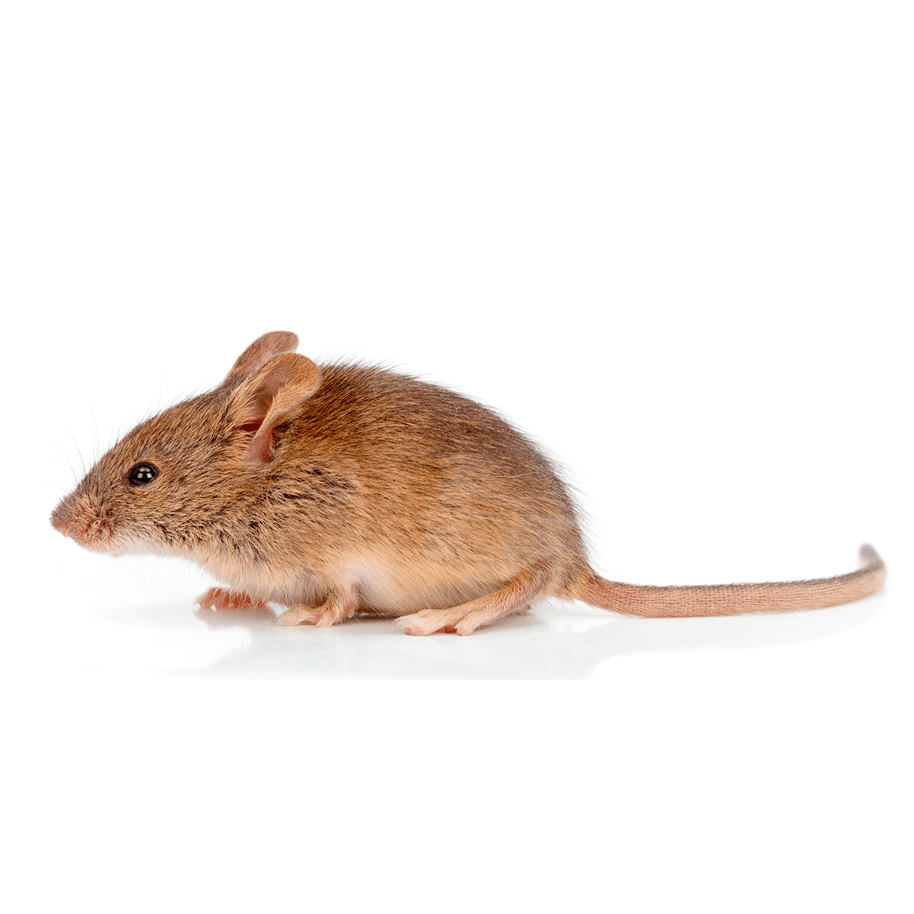 House-Mouse