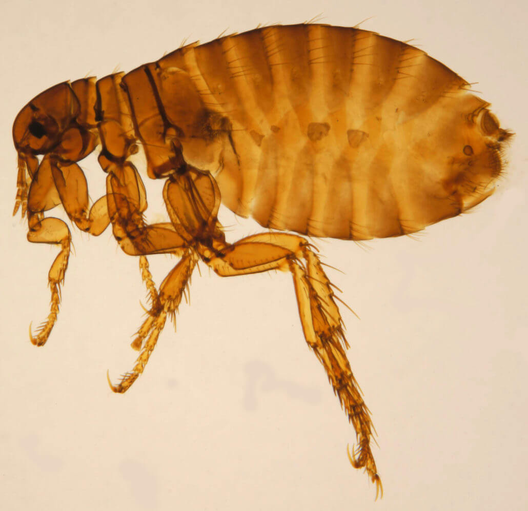 Human flea