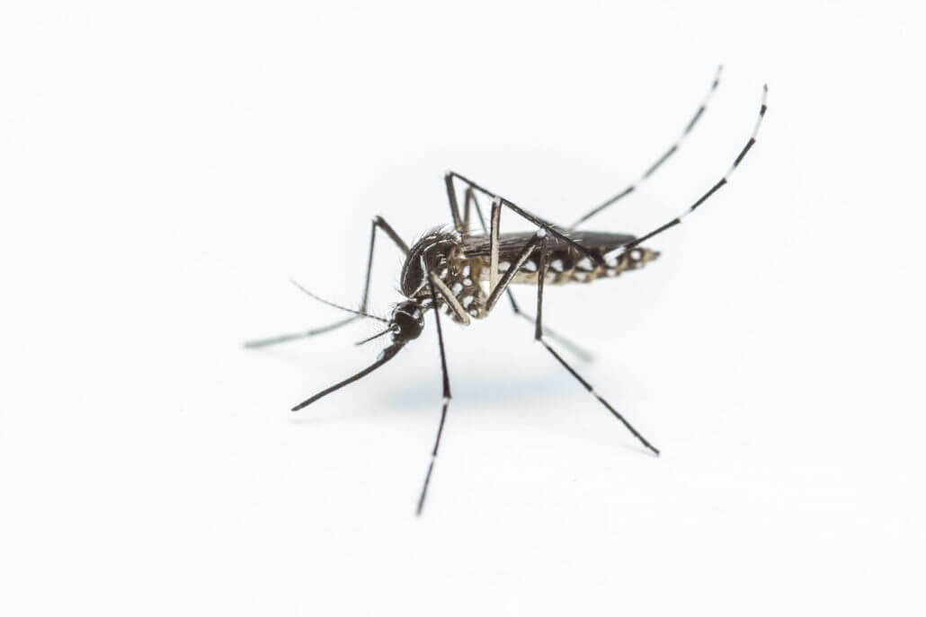 Mosquito