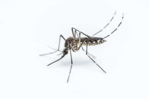 Mosquito