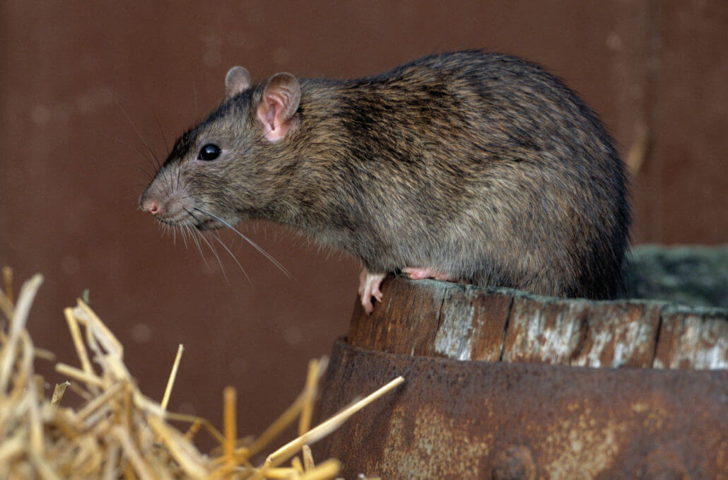 Norway Rat