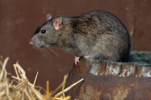 Norway Rat