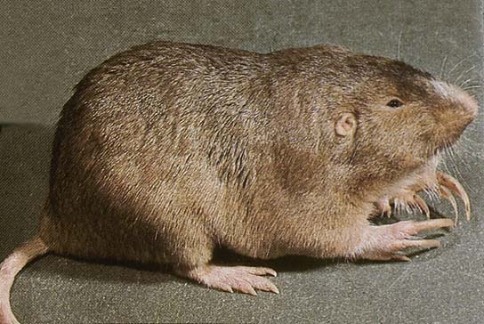 Pocket Gopher