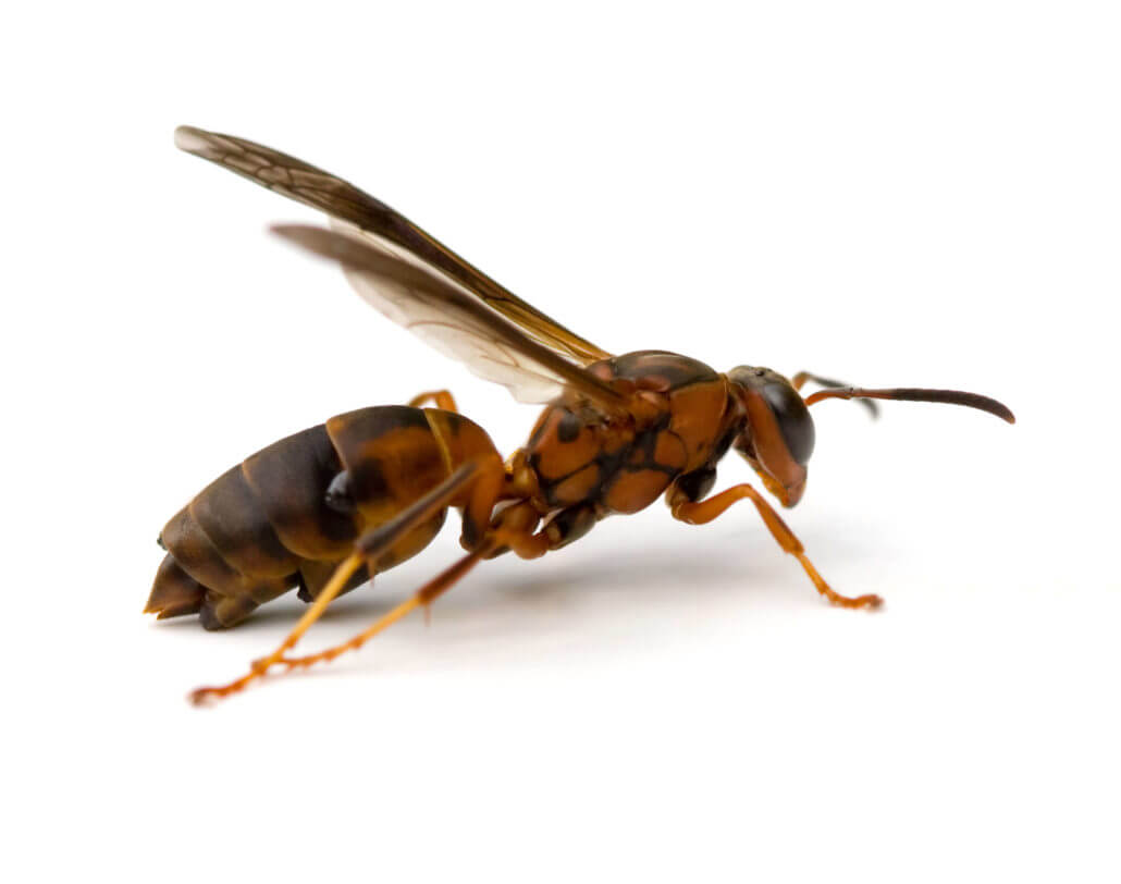 San Antonio Wasp Control