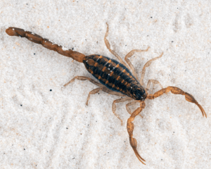 San Antonio Scorpion Control