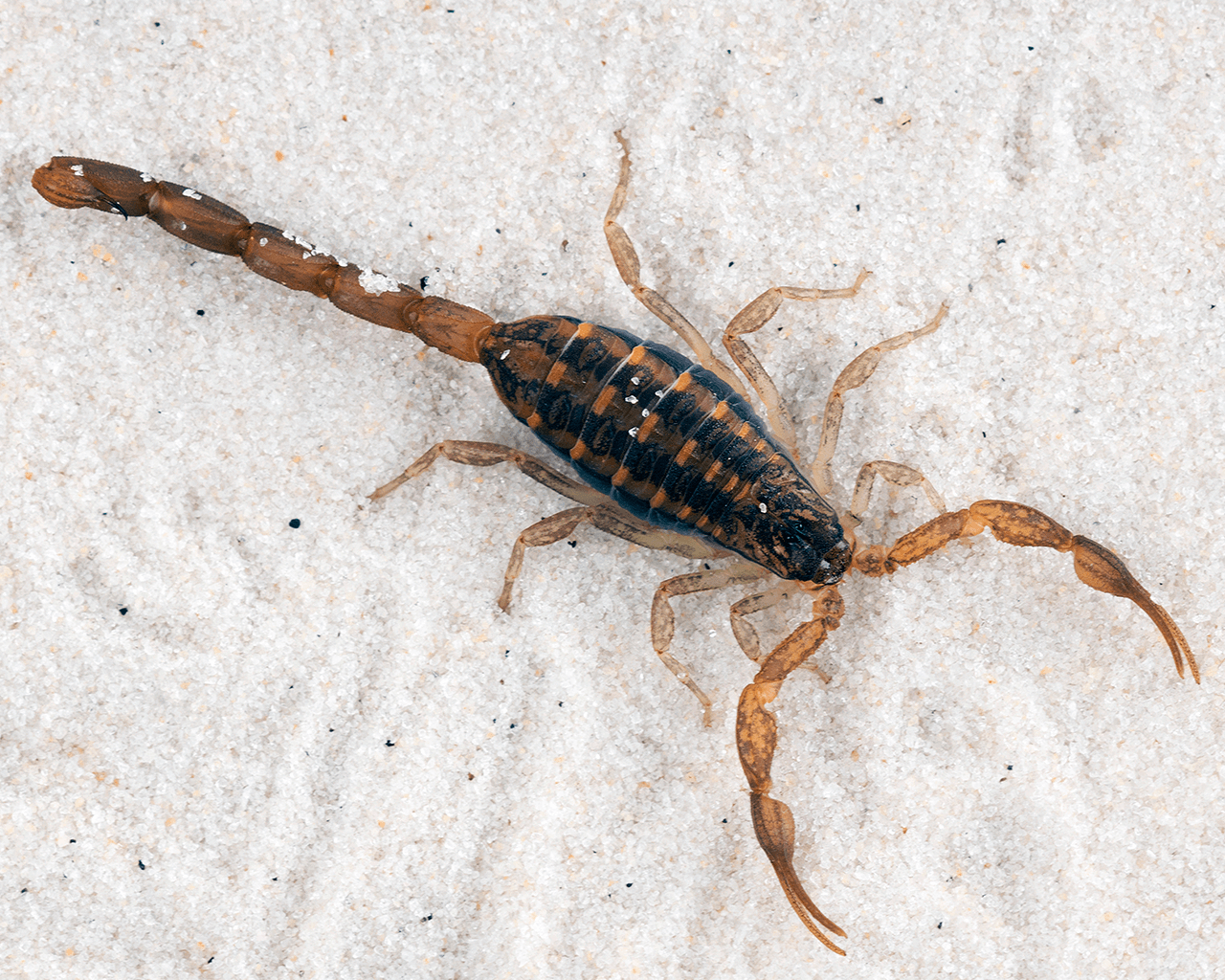 San Antonio Scorpion Control