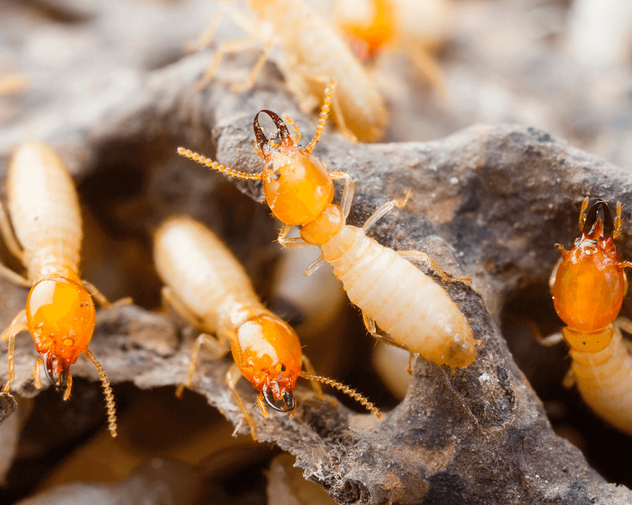 San Antonio Termite Control