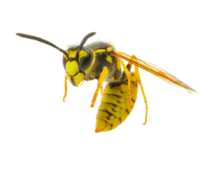 San Antonio Wasp Control