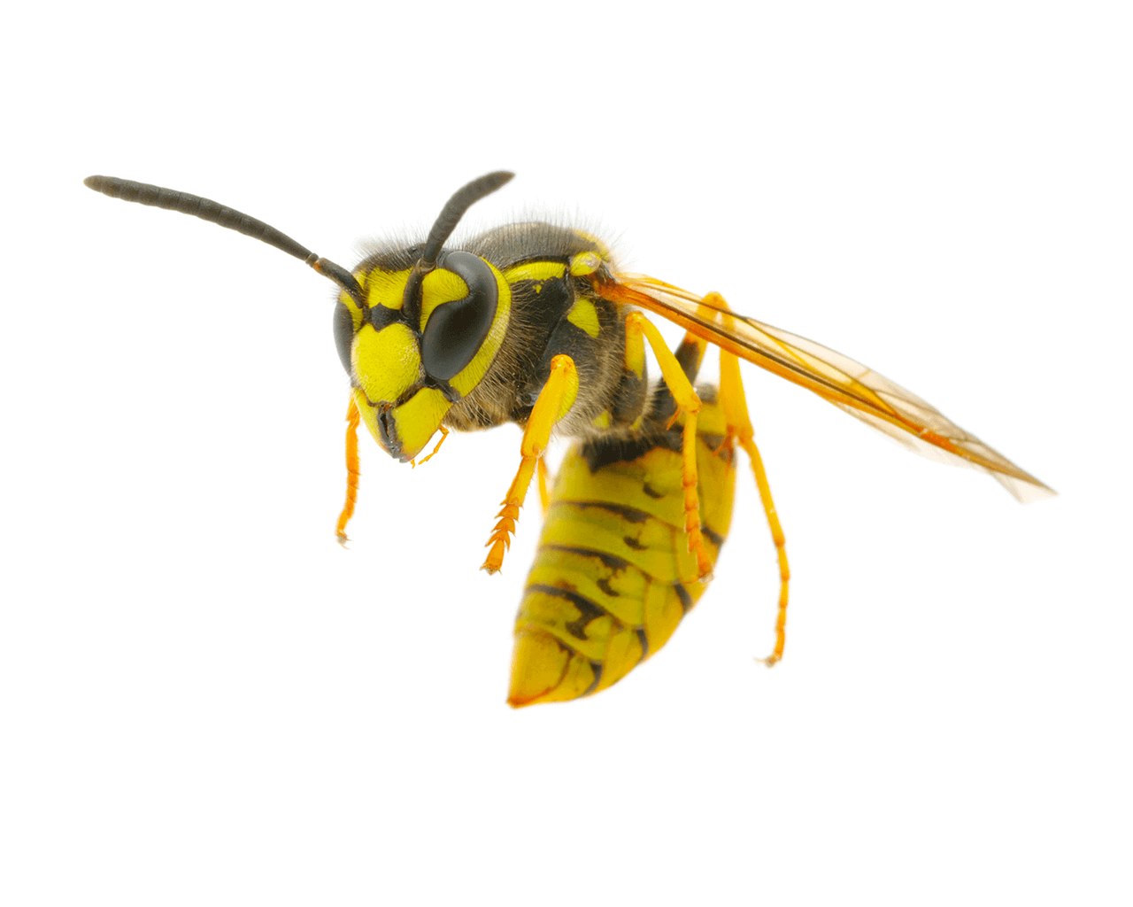 San Antonio Wasp Control