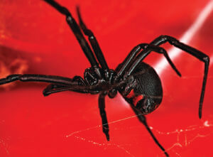 ppma_black_widow_spider_closeup_488x360