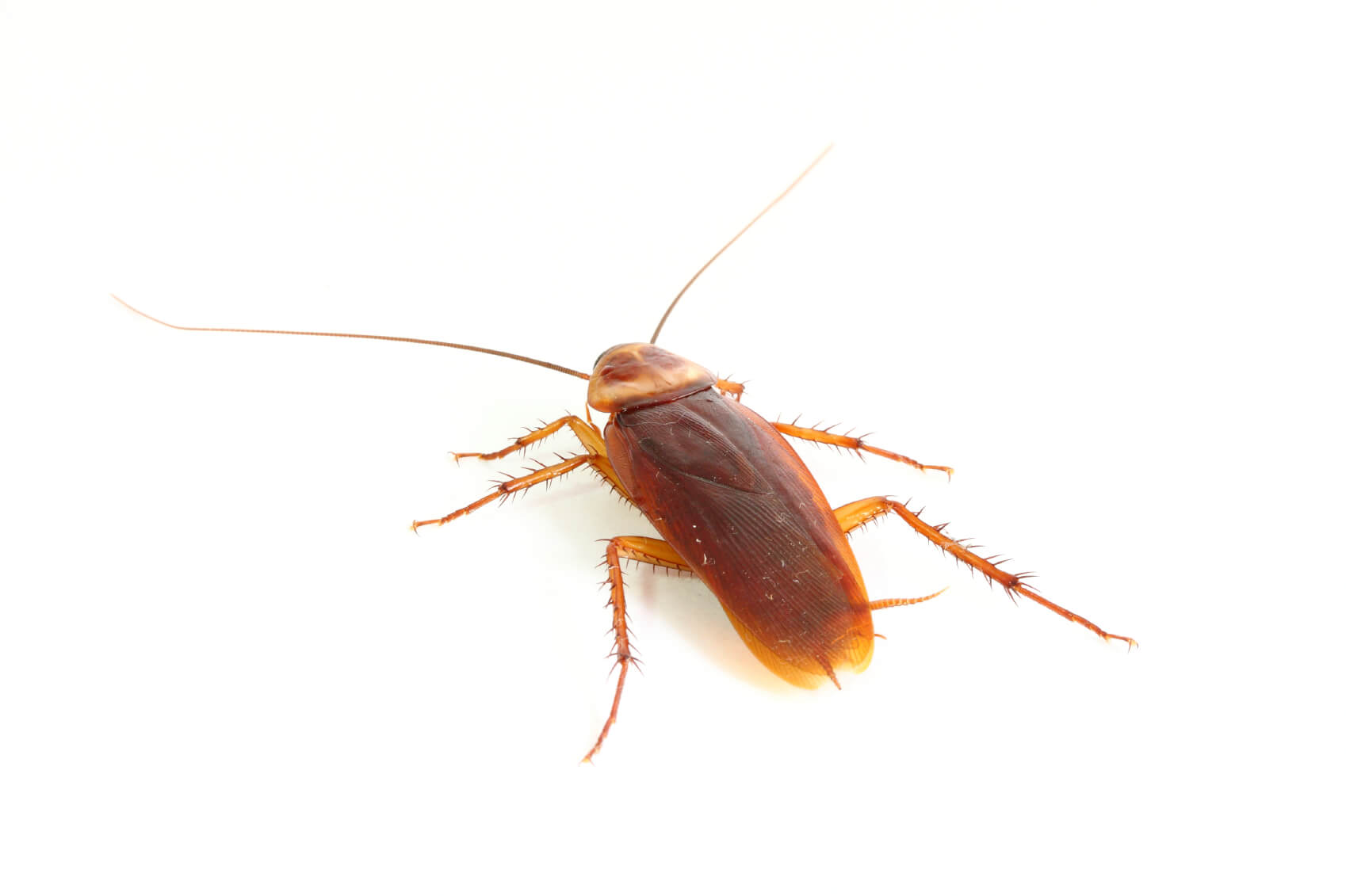 Cockroach