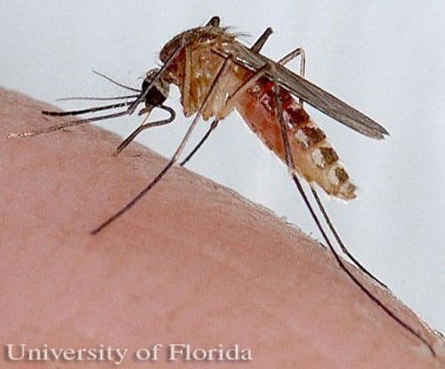 southern house mosquito