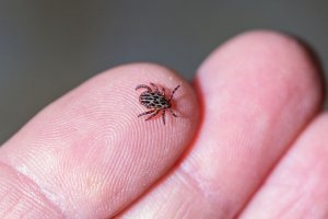Tick Exterminator