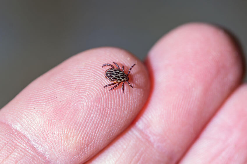 Tick Exterminator