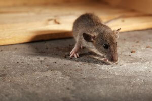 Cute little rat sniffing crumbs