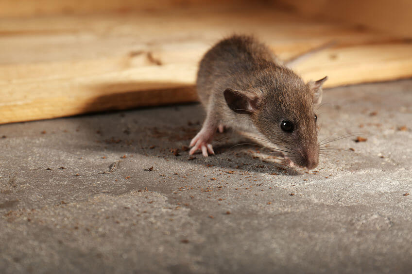Cute little rat sniffing crumbs