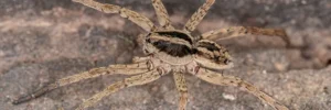 Rabid Wolf Spider