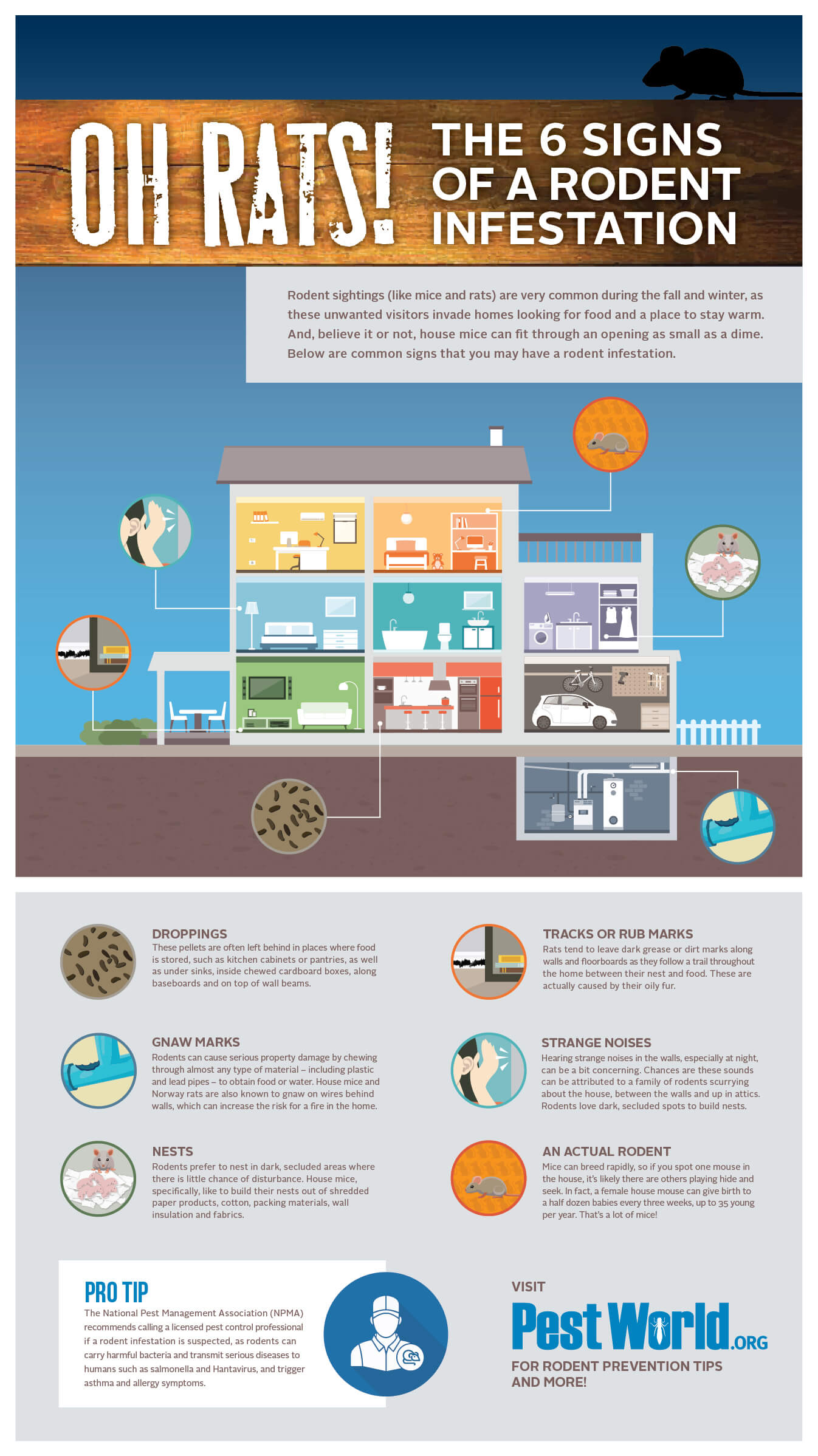 Signs of Rodent Infestation_Infographic