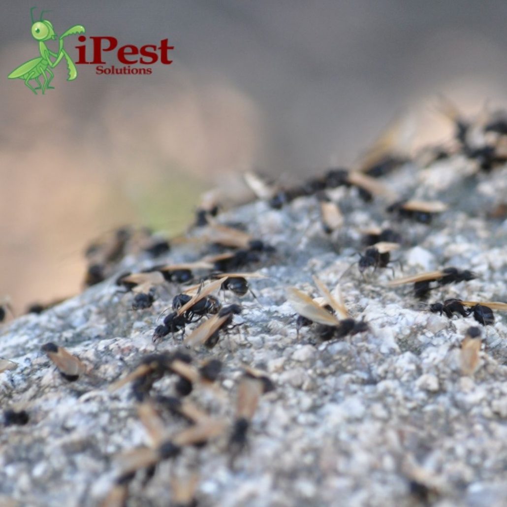 Austin Ant Control