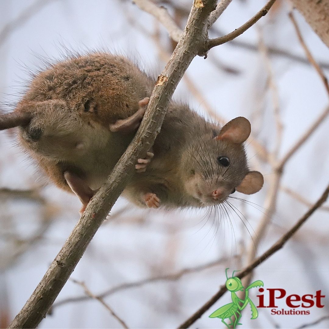 Untitled design – 2021-05-18T073248.961