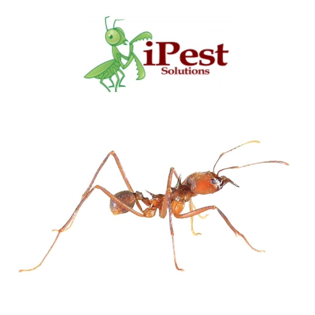 Untitled design – 2022-04-10T115249.914