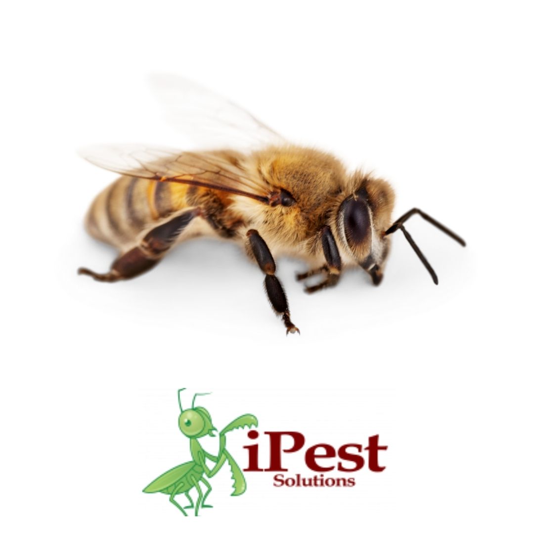 Untitled design – 2022-04-17T153945.058