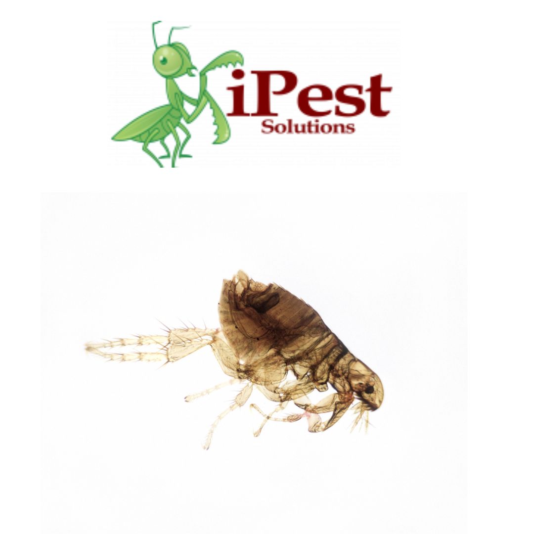 Untitled design – 2023-02-07T142410.612