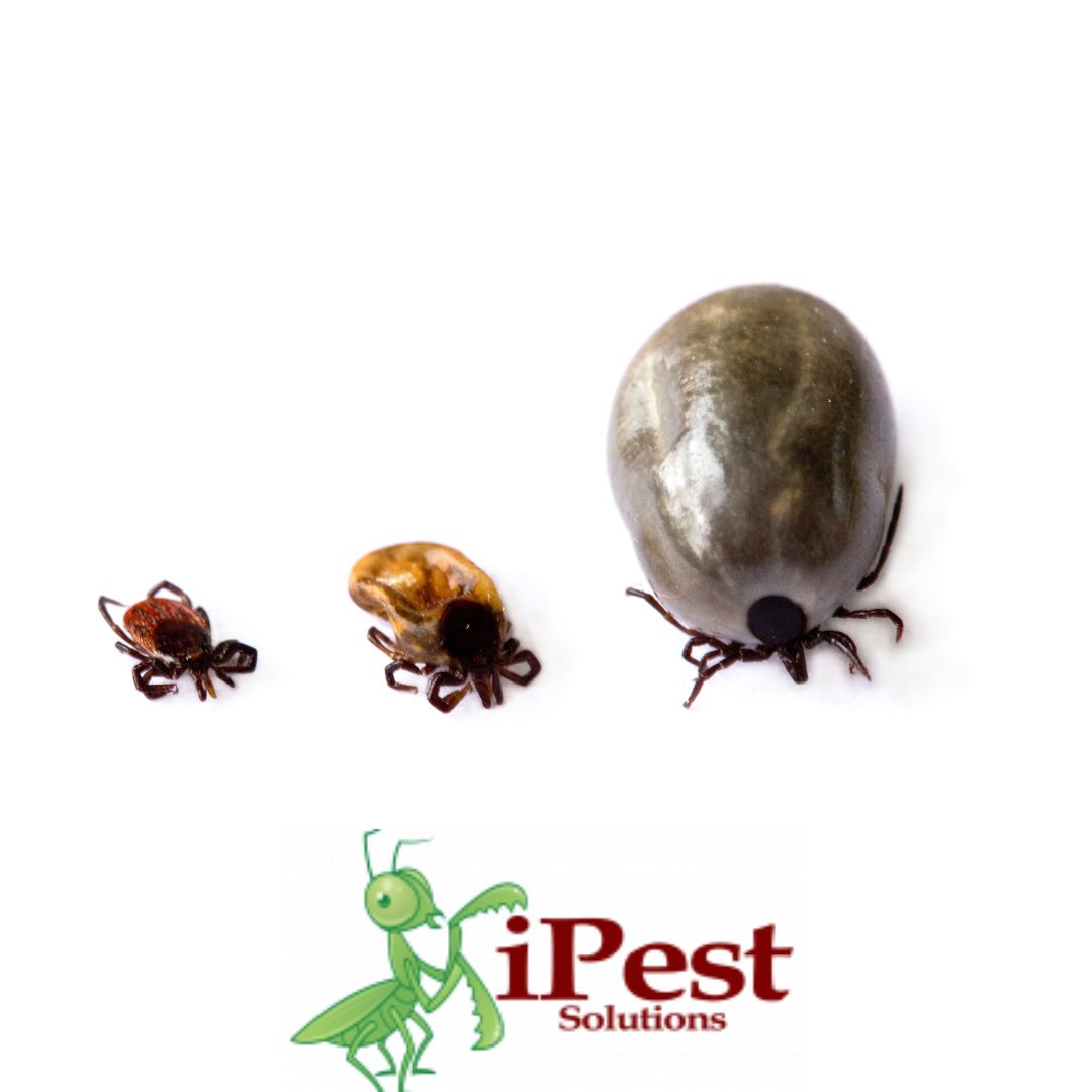 Untitled design – 2023-04-11T153347.431