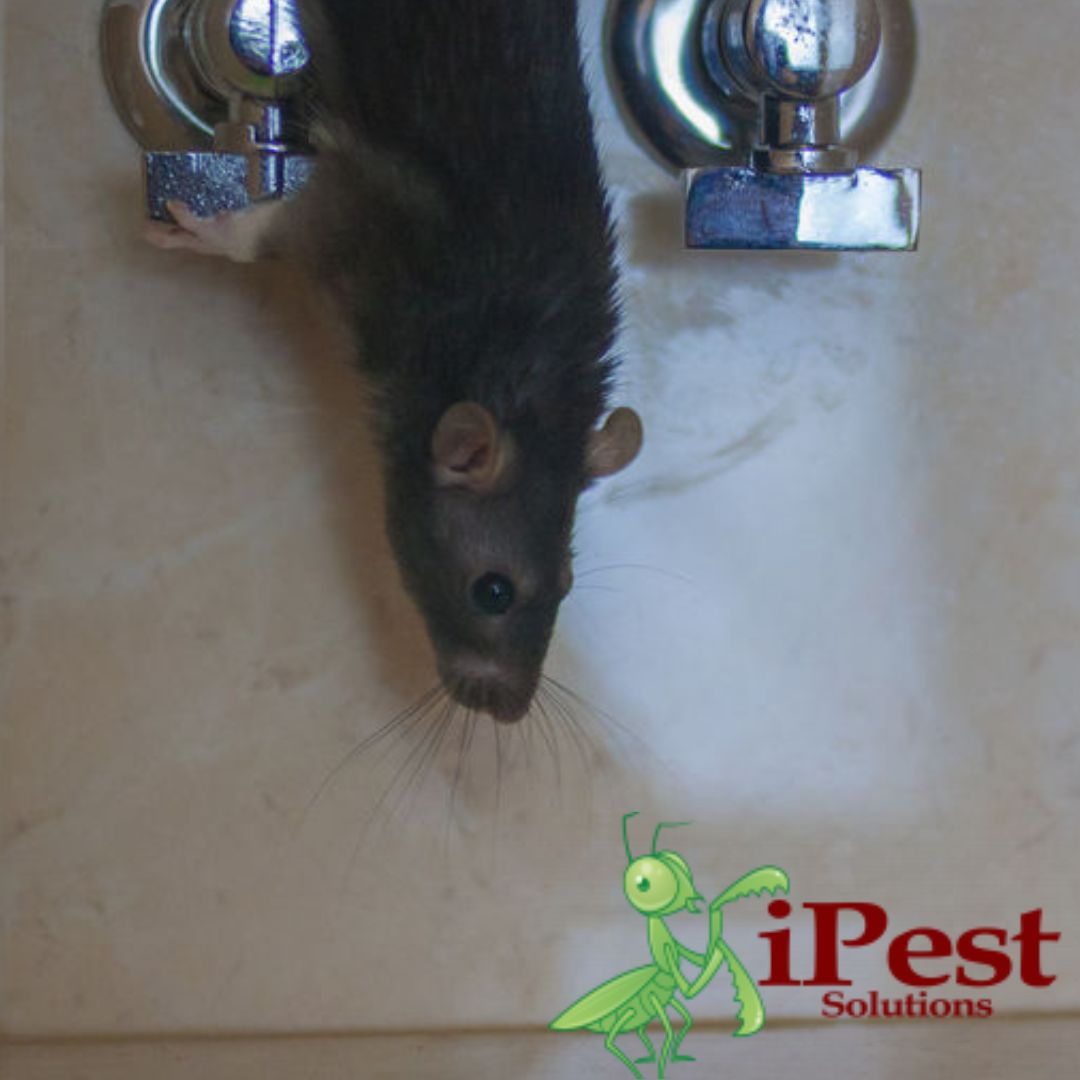 Untitled design (76)