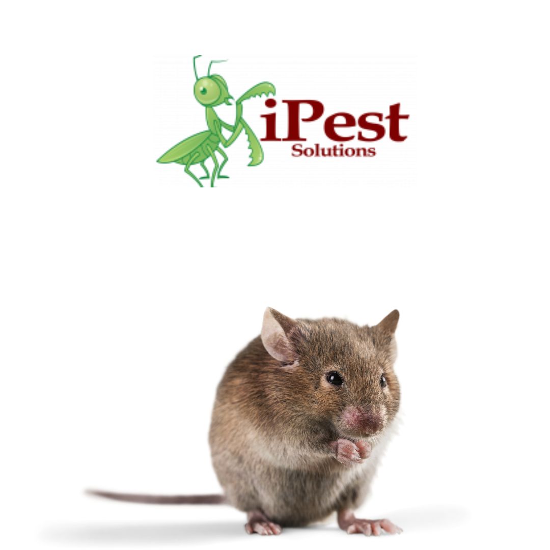 Untitled design (86)